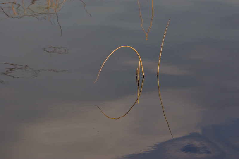 Reeds In Lake Sammamish